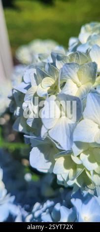Beautiful hydrangeas on a pretty summer day. Stock Photo