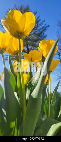 Beautiful yellow tulips with the sun coming from the left. Stock Photo