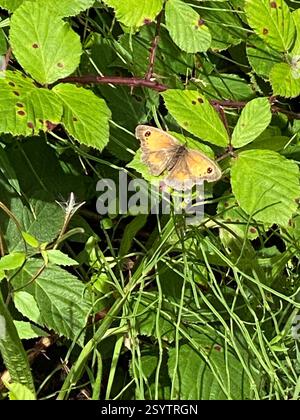 Gatekeeper (Pyronia tithonus), Insecta, Cornwall, UK Stock Photo
