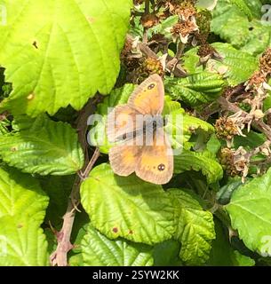 Gatekeeper (Pyronia tithonus), Insecta, Cornwall Area of Outstanding Natural Beauty, Truro, England, GB, Crazy amounts of red admirals all week, but also a few of this guy Stock Photo