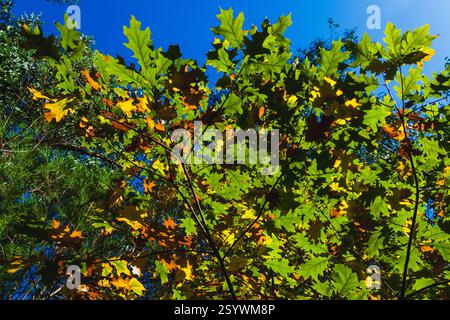 Oak leaves, some turning yellow and orange, are backlit by a bright blue sky Stock Photo