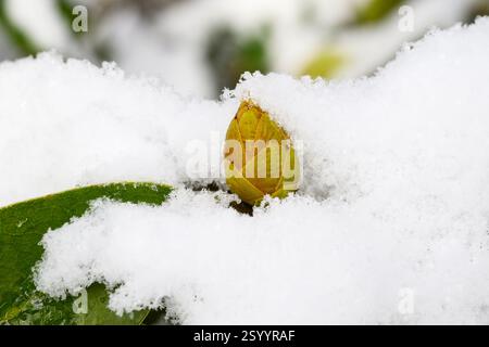 Rhododendron bud in winter surrounded by fresh white snow Stock Photo