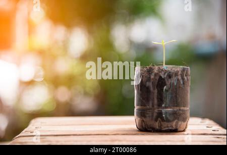 Little plant in the plastic bottle on wood floor, Nature pollution and World saving environment concept Stock Photo