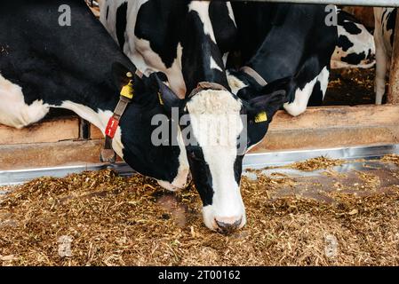 Calf cow in cage, caring on bio farm farming, feed hay grass silage pets, dairy cattle breeds, cowshed feeding. Fleckvieh breed, Stock Photo