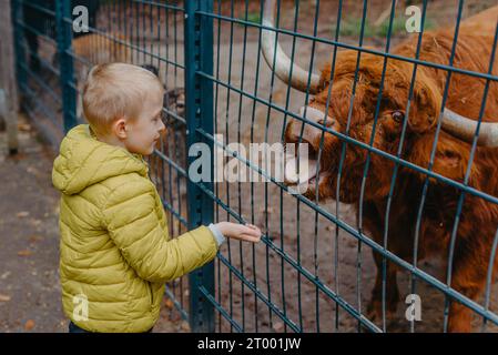Outdoor portrait of kids taking care and feeding a cow on a farm. boy in zoo feeds buffalo Stock Photo