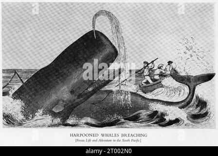 halftone of a harpooned whale breaching the surface before being killed Stock Photo