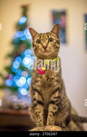 A Cute Little Cat Standing in Front of a Christmas Tree Stock Photo