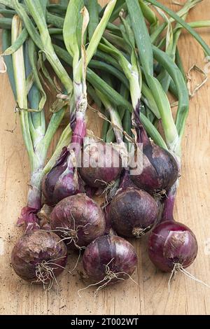 Freshly picked red onions. Stock Photo