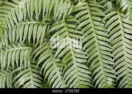 Lush fern background growing on outdoors. Full frame Stock Photo