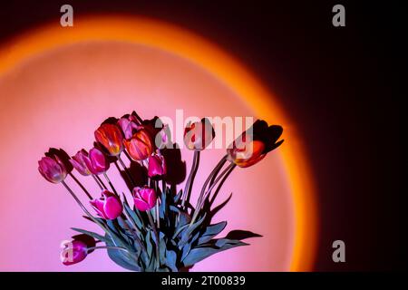 Pink colored tulip flower in neon light on orange gradient background in the night light. Creative dark holiday concept. Copy sp Stock Photo