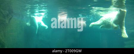 2 polar bears diving, playing, swimming in a turquoise, blue-green pool with 2 balls, photographed from underwater, water mirror glistening in the sun Stock Photo