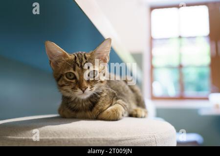 Little brown tabby kitten cute animals in house. Stock Photo