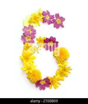 number made from freshly picked yellow, pink flowers. isolated on white background for birthday party, anniversary, sixty six hundred 6 60 Stock Photo