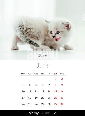 2024 Cat Wall Calendar - Free Printable Templates