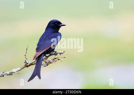 Fork-tailed drongo (Dicrurus adsimilis) perched on a twig, Kruger National Park, South Africa. Stock Photo