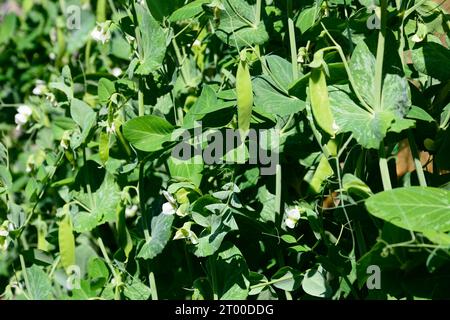 Mangetout plants fruiting in the Spring/Summertime, Somerset, UK, Europe Stock Photo