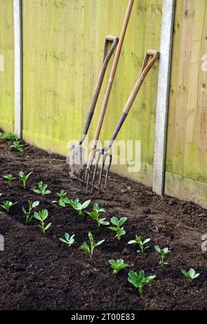 Rake in row. Garden tools on street. Rakes for harvesting leaves. Lots ...
