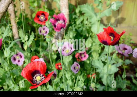 Mix of red and purple poppies during the Springtime, Somerset, UK, Europe, Stock Photo