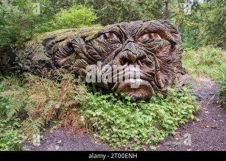 Tree carving of a giant life-like head in the Pinetum, Cragside ...
