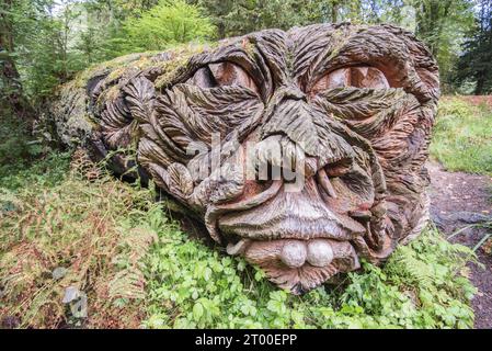 Tree carving of a giant life-like head in the Pinetum, Cragside ...