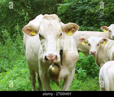 the Kärntner Blondvieh is an austrian rare farm animal breed, blonde almost white-haired cows drink in the green woods creek in austria Stock Photo