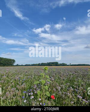field with scorpionweed --Phacelia tanacetifolia--,Rhineland,Germany Stock Photo