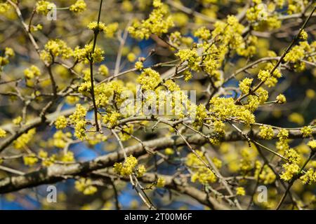 Cornus mas, Cornelian cherry, cornel, edible dogwood, sorbet, Cornus mascula, small clusters of tiny, bright yellow flowers in late winter Stock Photo