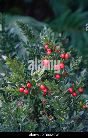 Butcher's Broom, Ruscus aculeatus, red berries in winter, female plant, box holly, knee holly, Stock Photo