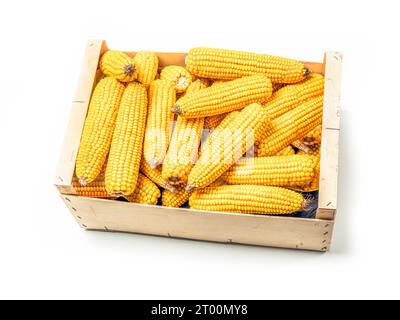 Pile of husked sweet corn cobs in wooden crate shot on white Stock Photo