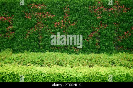 Beautiful garden flowers green grass wall Stock Photo