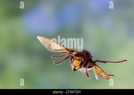 Hornisse, Hornissen, Flug, fliegend, Vespa crabro, hornet, hornets, brown hornet, European hornet, flight, flying, Le frelon européen Stock Photo