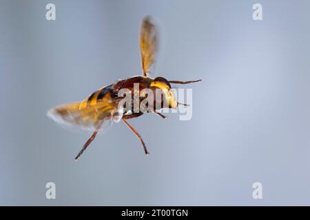 Hornissen-Schwebfliege, Große Waldschwebfliege, Grosse Wald-Schwebfliege, Hornissenschwebfliege, Riesen-Hummelschwebfliege, Gürtelschwebfliege, Weibch Stock Photo