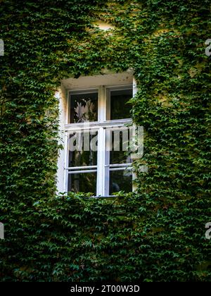 Ivy creeper vine leaf covered white wooden old vintage window on a wall with sunshine Stock Photo