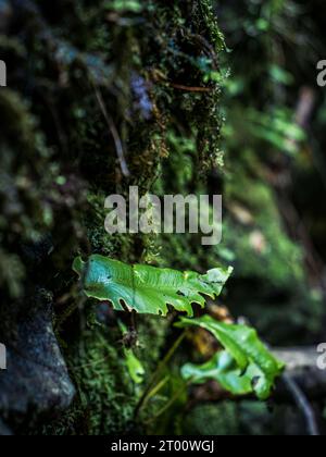 Tiny green leaf on a lush wet mossy rock wall moody atmosphere Stock Photo