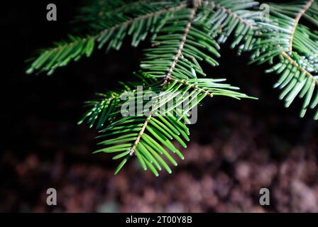 close up of norway spruce pine needles Stock Photo