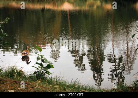 Alone duck on the river. Single bird near riverbank. Mallard on the lake in autumn season. Swimming wildfowl. Wild bird in nature. Stock Photo