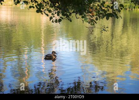 Alone duck on the river. Single bird near riverbank. Mallard on the lake in autumn season. Swimming wildfowl. Wild bird in nature. Stock Photo