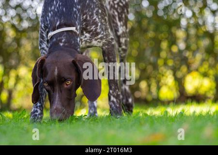German Shorthaired Pointer  - Gundog Stock Photo
