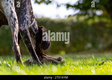 German Shorthaired Pointer  - Gundog Stock Photo