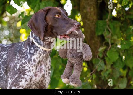 German Shorthaired Pointer, Pointer, Huntingdog Stock Photo