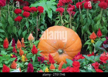 Pumpkin in a garden surrounded with flowers Stock Photo