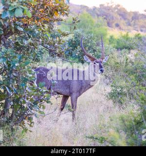 A Waterbuck emerges into the open at Klasserie Reserve, Greater Kruger in South Africa Stock Photo