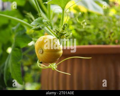 A mini decorative yellow pumpkin, variety 'Sweet Lightning', growing on a vine in a terracotta pot in a British greenhouse highlighted by a ray of sun Stock Photo