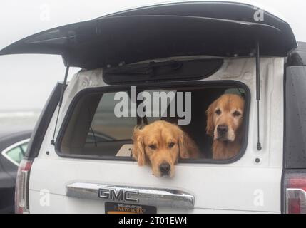Two Golden Retrievers on the rear deck of an SUV Stock Photo