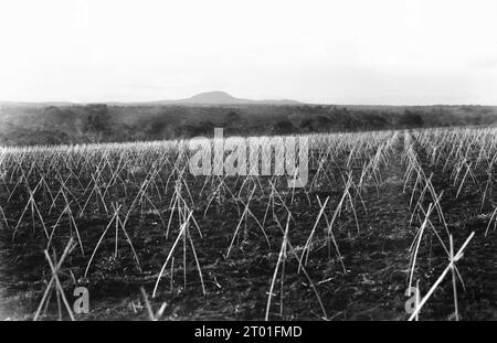 INDOCHINA, colonial era, rural people, around 1925 Stock Photo - Alamy