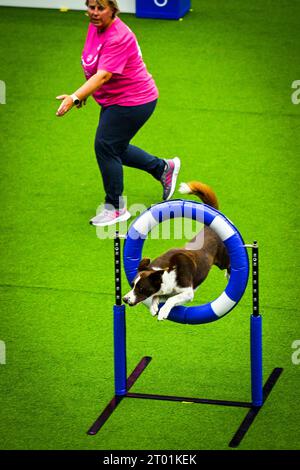 Seletiva para o FCI Agility World Championship 2023 – Brasil Agility