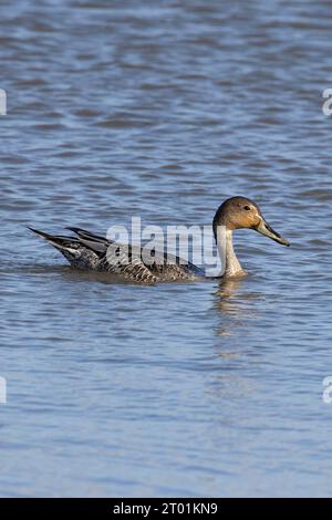 United Kingdom, Norfolk, Pintail (Anas acuta) swimming Stock Photo - Alamy