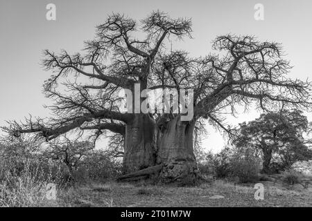 Monochrome image of a baobab tree on Kubu island in the Makgadikgadi pans in Botswana Stock Photo