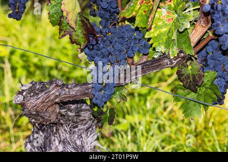 Old vine with ripe panicle of blue grapes picturesquely cropped as close up shot Stock Photo