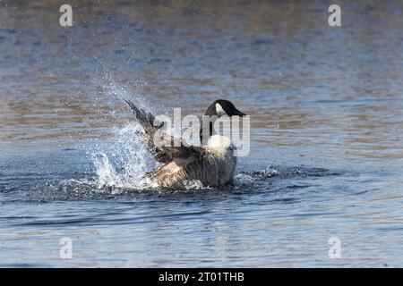 Canada goose performing its preening ritual with wing and body stretches, The Norfolk Broads, East Anglia, UK Stock Photo